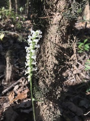 Spiranthes odorata