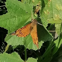 Vanessa annabella
