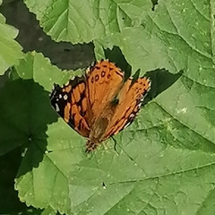Vanessa annabella