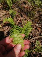 Blechnum hastatum