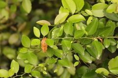 Gymnosporia nemorosa