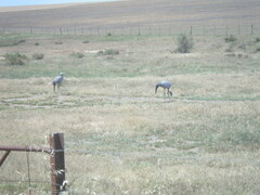 Anthropoides paradiseus