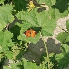 Vanessa annabella