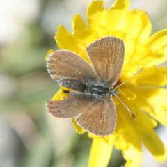 Plebejus idas