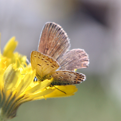 Plebejus idas