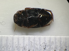 Agabinae