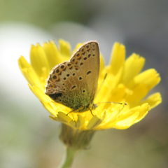 Plebejus idas