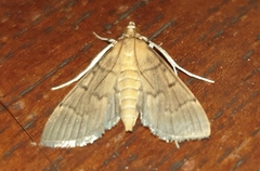 Omiodes indicata