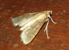 Omiodes indicata