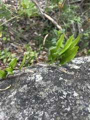 Microgramma mauritiana