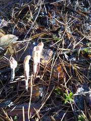 Clavariadelphus ligula