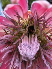 Trichostetha capensis hottentotta