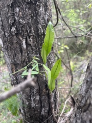 Microgramma mauritiana