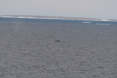 Balaenoptera musculus