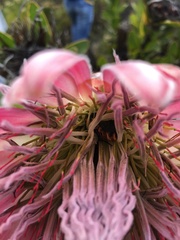 Trichostetha capensis hottentotta