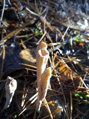 Clavariadelphus ligula