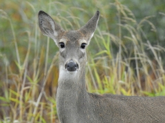 Odocoileus virginianus leucurus