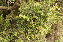 Gymnosporia nemorosa