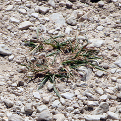 Poa alpina
