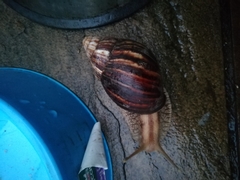 Lissachatina immaculata