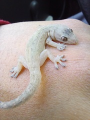 Hemidactylus frenatus