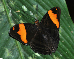 Adelpha boreas