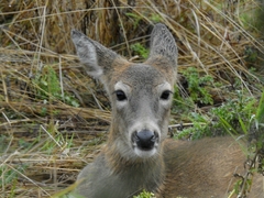 Odocoileus virginianus leucurus