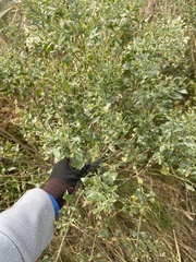 Baccharis halimifolia