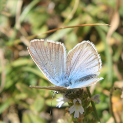 Polyommatus damon
