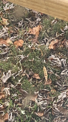 Zonotrichia albicollis