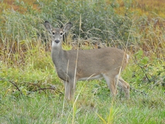 Odocoileus virginianus leucurus