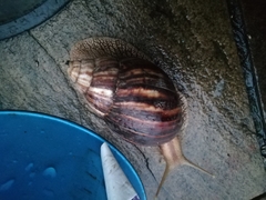 Lissachatina immaculata