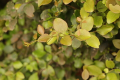 Gymnosporia nemorosa