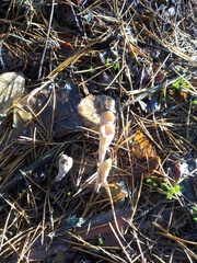 Clavariadelphus ligula