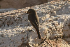 Phoenicurus ochruros