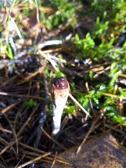 Clavariadelphus ligula