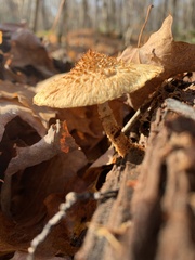 Leucopholiota