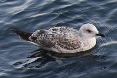 Larus michahellis