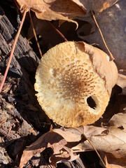 Leucopholiota