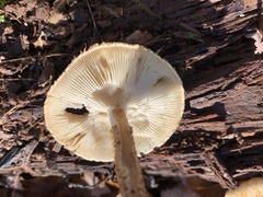 Leucopholiota