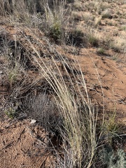 Sporobolus flexuosus