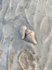 Volegalea cochlidium