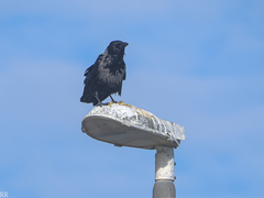 Corvus cornix × corone