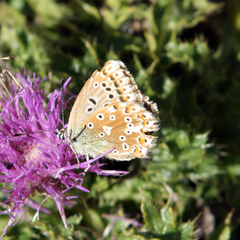 Polyommatus coridon
