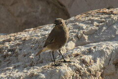 Phoenicurus ochruros