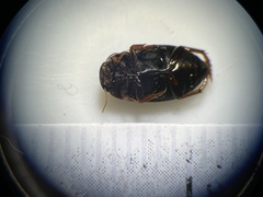 Agabinae