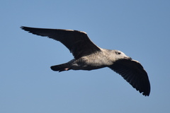 Larus michahellis