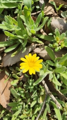 Calendula arvensis