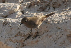 Phoenicurus ochruros