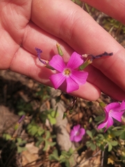 Oxalis